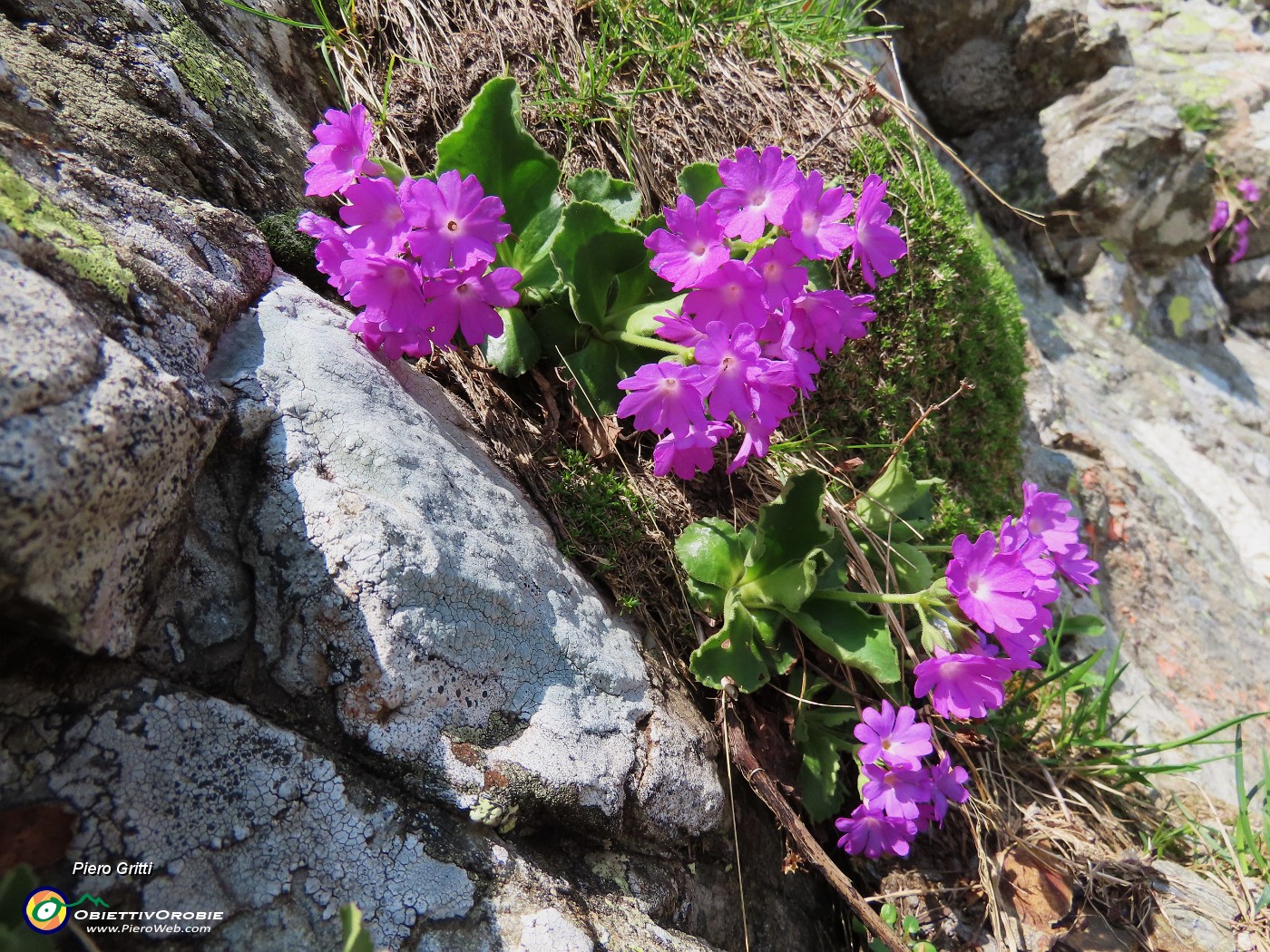 66 Primula hirsuta (Primula irsuta) alla Bocchetta Triomen.JPG